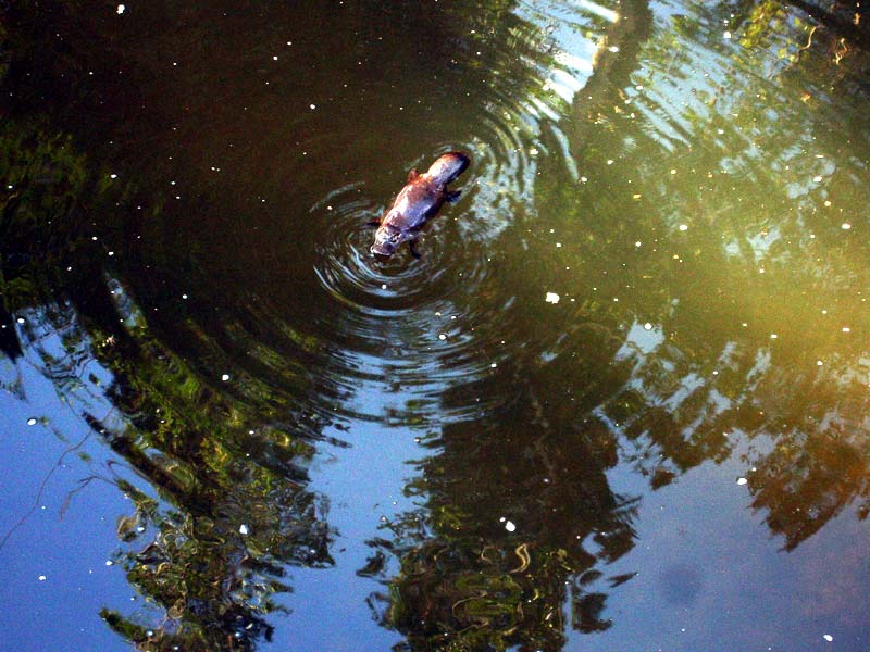 054-Platypustyr-platypus