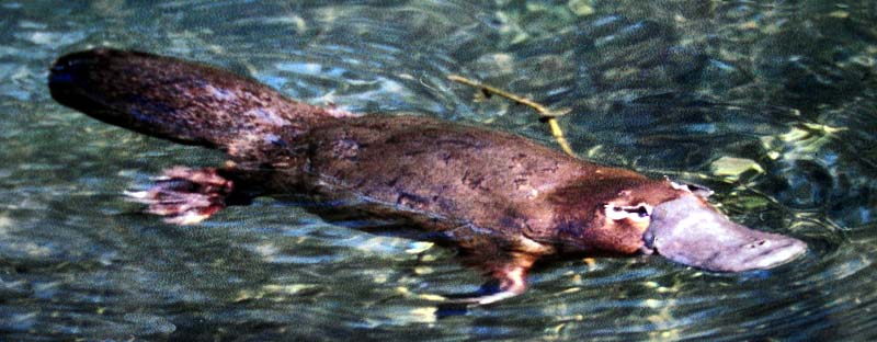 055-Platypustyr-platypus-2