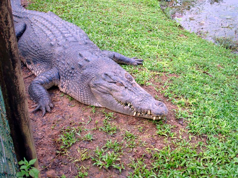 110-Johnstone-Rive-Crocodile-Farm