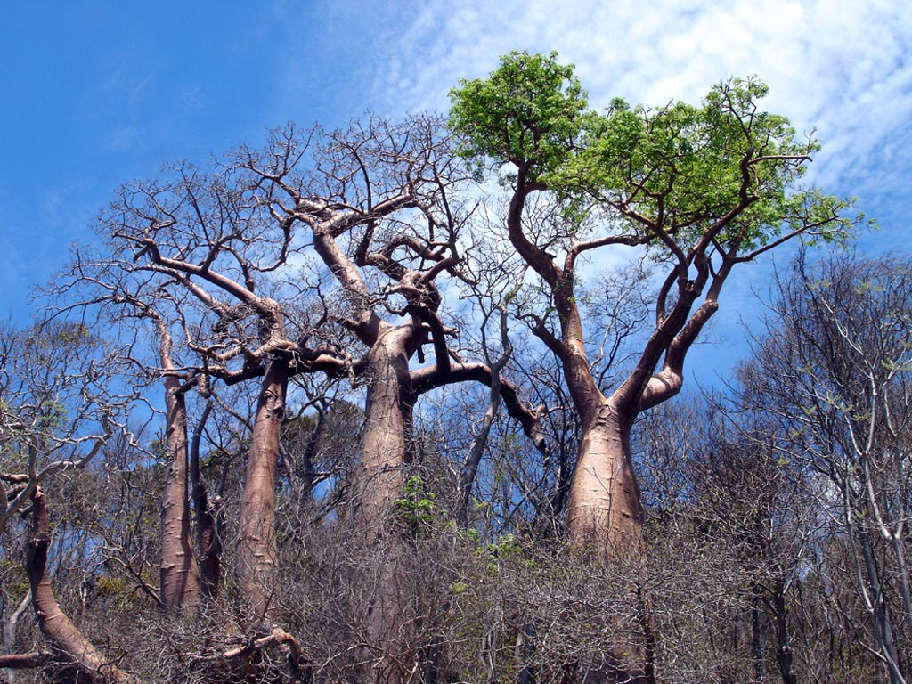 Baobab-tre