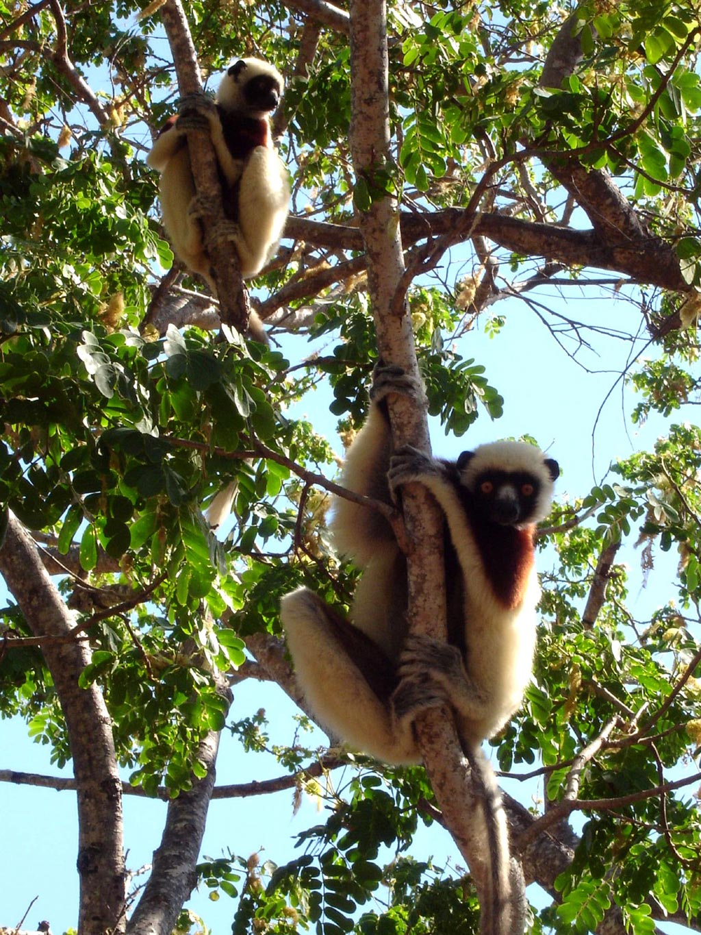 Sifaka-lemur