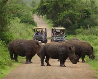 safari.jpg
